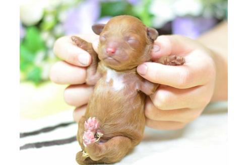 成約済の埼玉県のトイプードル-11639の2枚目
