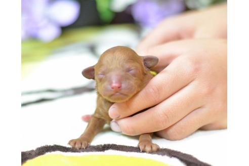 成約済の埼玉県のトイプードル-11639の3枚目
