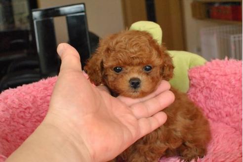 成約済の茨城県のトイプードル-11646の1枚目