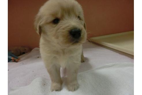 成約済の福岡県のゴールデンレトリーバー-11668の1枚目