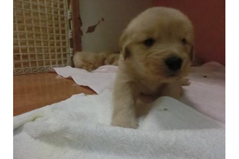 成約済の福岡県のゴールデンレトリーバー-11668の2枚目