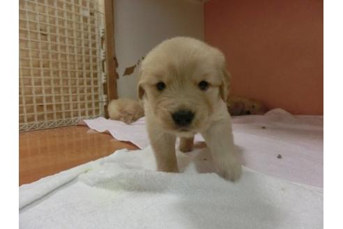 成約済の福岡県のゴールデンレトリーバー-11668の3枚目