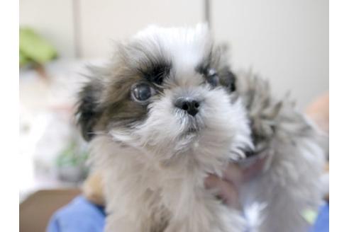 成約済の埼玉県のシーズー-10457の2枚目