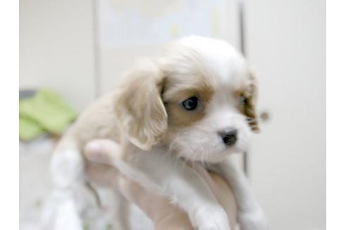 成約済の埼玉県のキャバリアキングチャールズスパニエル-11136の1枚目