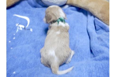 成約済の埼玉県のキャバリアキングチャールズスパニエル-11136の2枚目