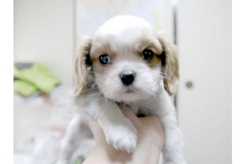 成約済の埼玉県のキャバリアキングチャールズスパニエル-11137の1枚目