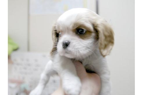 成約済の埼玉県のキャバリアキングチャールズスパニエル-11137の2枚目