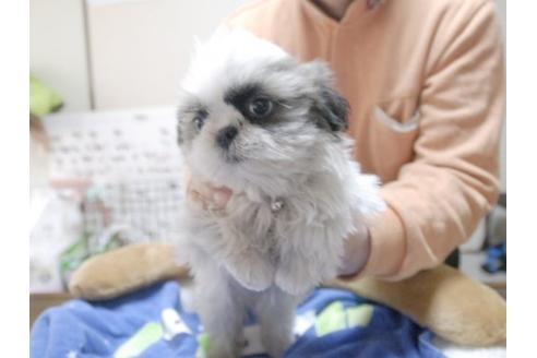 成約済の埼玉県のシーズー-10455の1枚目