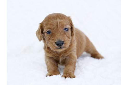 成約済の栃木県のミックス犬-11686の1枚目