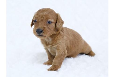 成約済の栃木県のミックス犬-11686の2枚目