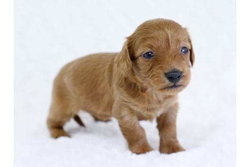 成約済の栃木県のミックス犬-11686の3枚目