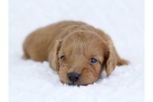 成約済の栃木県のミックス犬-11687の1枚目