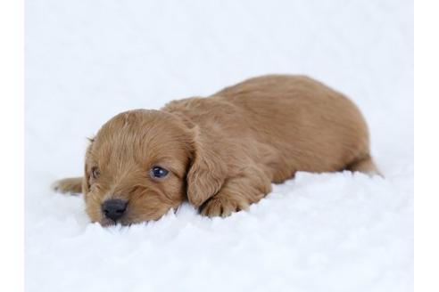 成約済の栃木県のミックス犬-11687の2枚目