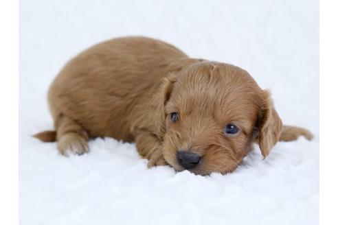 成約済の栃木県のミックス犬-11687の3枚目