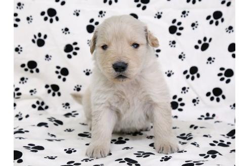 成約済の栃木県のゴールデンレトリーバー-11688の1枚目