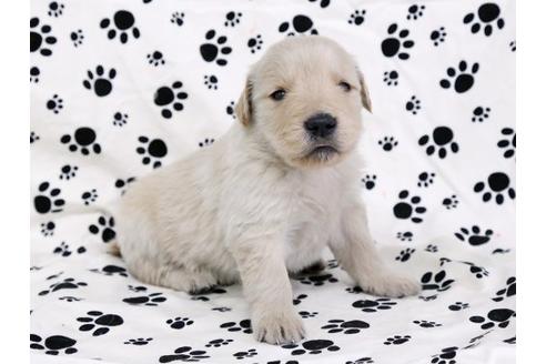 成約済の栃木県のゴールデンレトリーバー-11688の2枚目