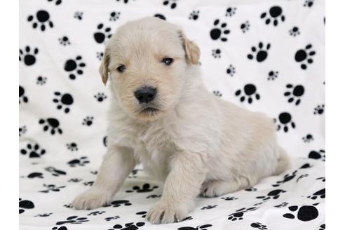 成約済の栃木県のゴールデンレトリーバー-11688の3枚目