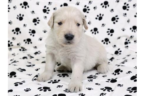 成約済の栃木県のゴールデンレトリーバー-11689の1枚目