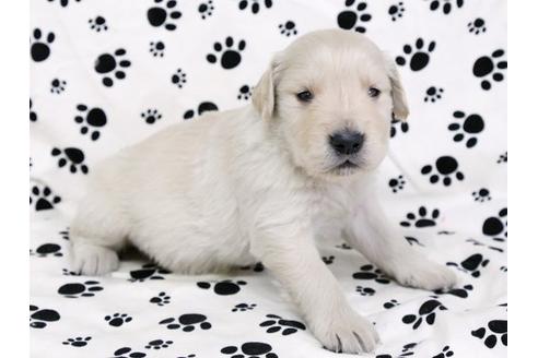 成約済の栃木県のゴールデンレトリーバー-11689の2枚目