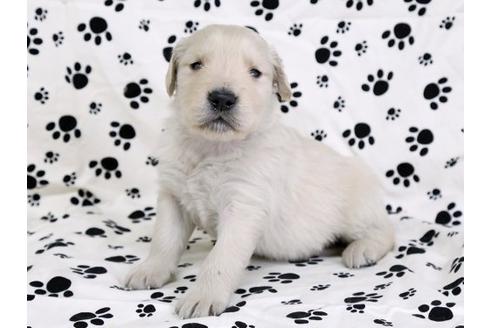 成約済の栃木県のゴールデンレトリーバー-11689の3枚目