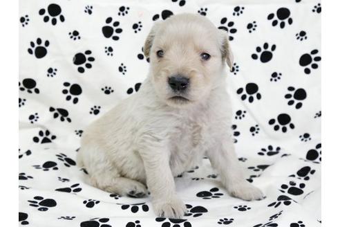 成約済の栃木県のゴールデンレトリーバー-11690の1枚目