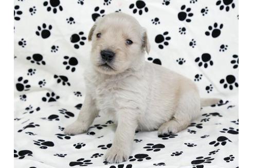 成約済の栃木県のゴールデンレトリーバー-11690の2枚目