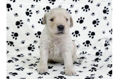 成約済の栃木県のゴールデンレトリーバー-11690の3枚目