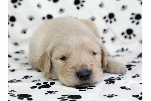 成約済の栃木県のゴールデンレトリーバー-11691の1枚目