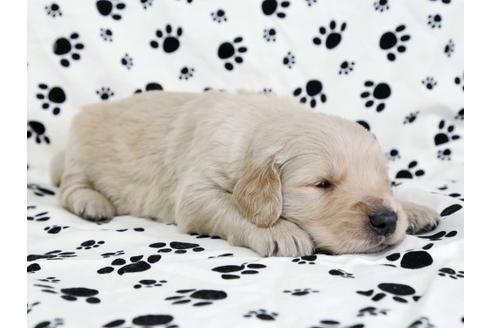 成約済の栃木県のゴールデンレトリーバー-11691の2枚目