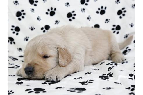 成約済の栃木県のゴールデンレトリーバー-11691の3枚目