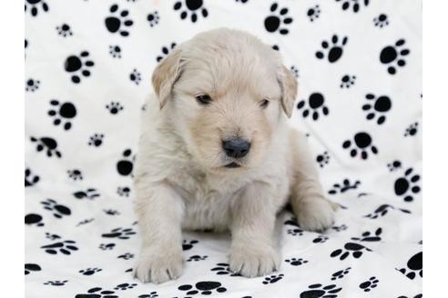 成約済の栃木県のゴールデンレトリーバー-11693の1枚目