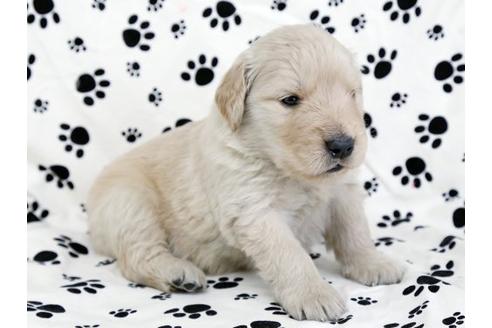 成約済の栃木県のゴールデンレトリーバー-11693の2枚目