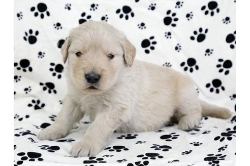 成約済の栃木県のゴールデンレトリーバー-11693の3枚目