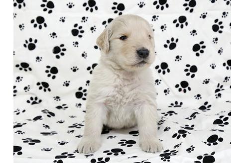 成約済の栃木県のゴールデンレトリーバー-11694の1枚目