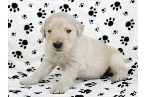 成約済の栃木県のゴールデンレトリーバー-11694の2枚目