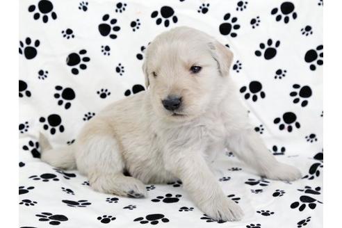 成約済の栃木県のゴールデンレトリーバー-11694の3枚目