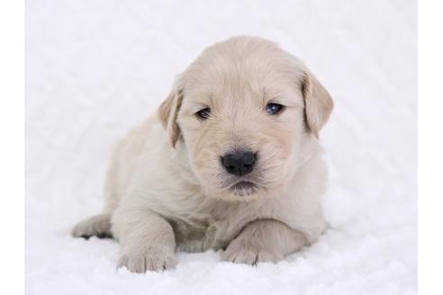 成約済の栃木県のゴールデンレトリーバー-11695の1枚目