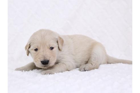 成約済の栃木県のゴールデンレトリーバー-11695の2枚目