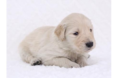 成約済の栃木県のゴールデンレトリーバー-11695の3枚目