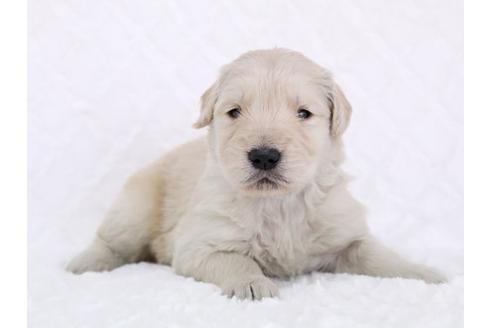 成約済の栃木県のゴールデンレトリーバー-11696の1枚目