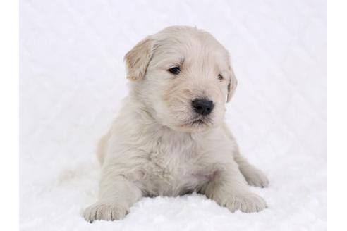 成約済の栃木県のゴールデンレトリーバー-11696の2枚目