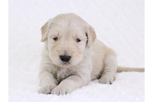 成約済の栃木県のゴールデンレトリーバー-11696の3枚目