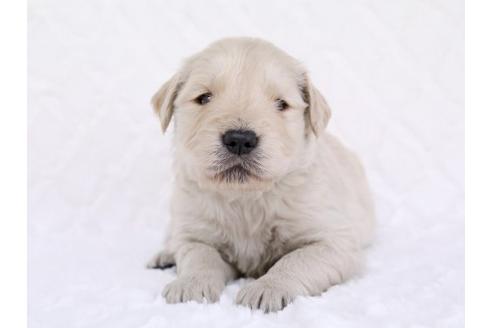 成約済の栃木県のゴールデンレトリーバー-11697の1枚目