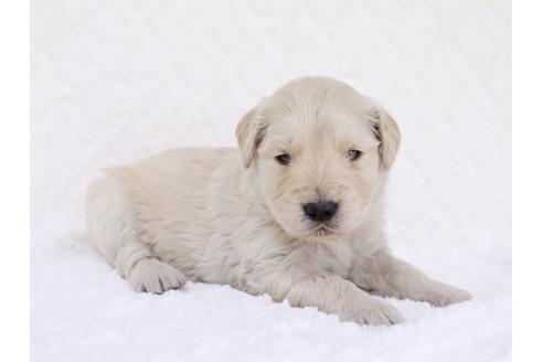 成約済の栃木県のゴールデンレトリーバー-11697の2枚目