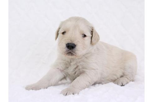 成約済の栃木県のゴールデンレトリーバー-11697の3枚目