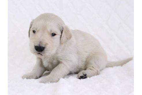 成約済の栃木県のゴールデンレトリーバー-11698の2枚目