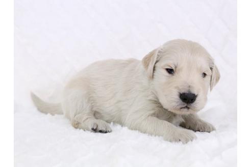 成約済の栃木県のゴールデンレトリーバー-11698の3枚目