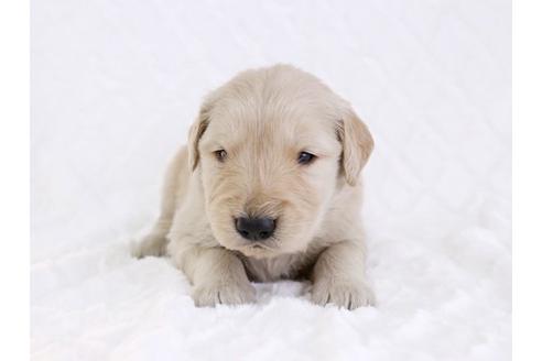 成約済の栃木県のゴールデンレトリーバー-11699の1枚目