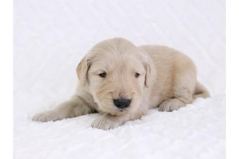 成約済の栃木県のゴールデンレトリーバー-11699の2枚目