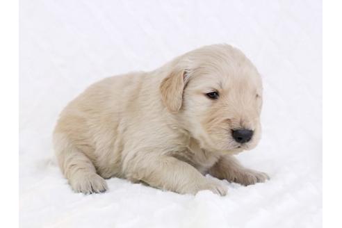 成約済の栃木県のゴールデンレトリーバー-11699の3枚目